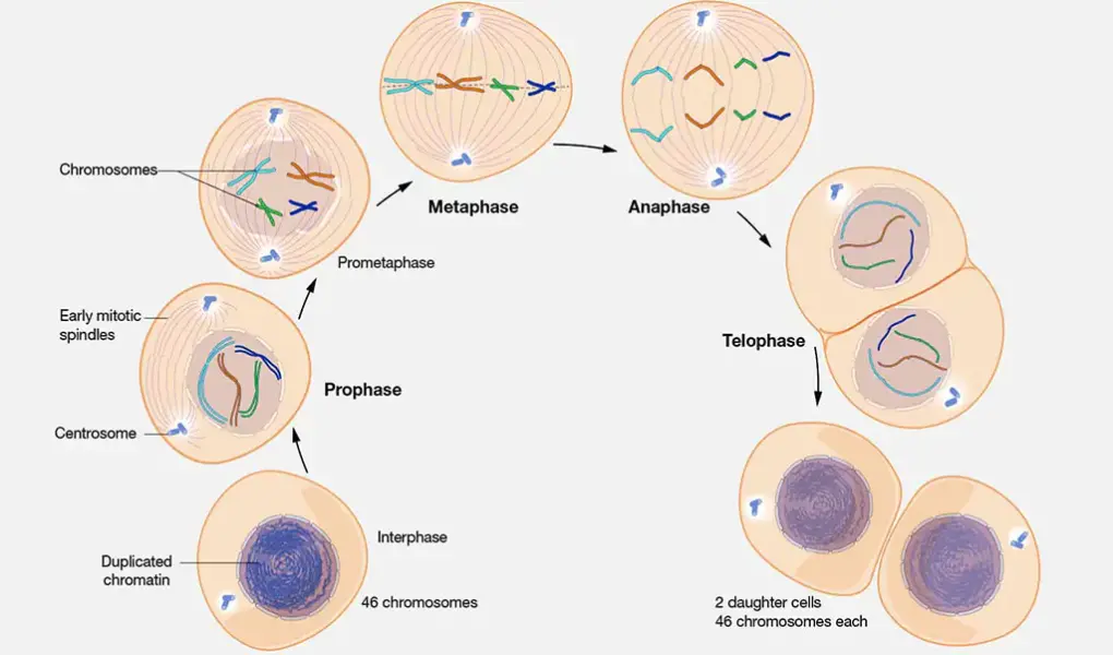 mitosis