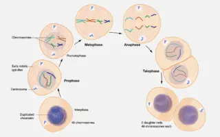 mitosis