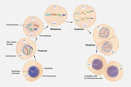 mitosis